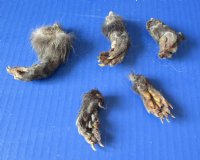Wholesale North American Opossum which have been cured in Borax, measuring 2 to 3 inches straight length - Packed: 5 pcs @ $3.50 each; Packed: 20 pcs @ $3.00 each
