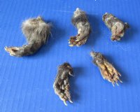 2 to 3 inch North American Opossum Feet - 5 pcs @ $3.00 each; 20 pcs @ $2.70 each