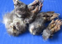 2 to 3 inch North American Opossum Feet - 5 pcs @ $3.00 each; 20 pcs @ $2.70 each