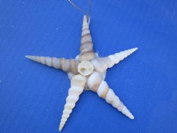 Wholesale Terebra seashell Star ornaments - 96 pcs @ $.90 each