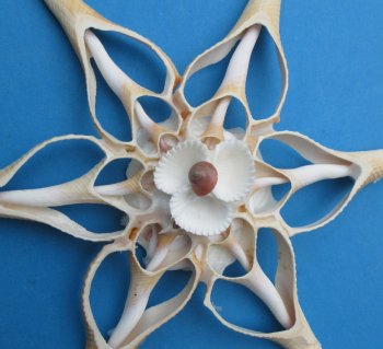Center Cut Large Seashell Flower Ornament 7 inches - 6 pcs @ $1.40 each; 30 pcs @ $1.25 each