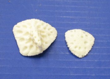 Wholesale Alligator Osteoderm bone 1" to 1-3/4" - Packed: 10 pcs @ $1.30 each; Packed: 100 pcs @ $1.15 each