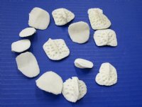 Alligator Osteoderm bone 1" to 1-3/4" ( 10 pc)