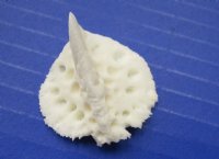 Alligator Osteoderm bone 1" to 1-3/4" ( 10 pc)