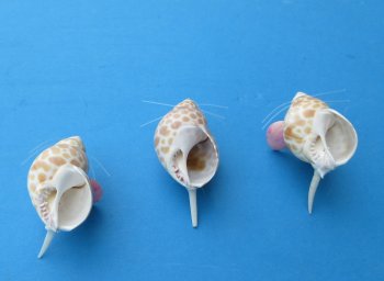 Shell Mice Novelty 2 inches - 10 pcs @ $.75 each; 50 pcs @ $.65 each