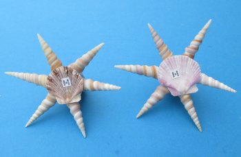 Seashell Octopus Novelty 5 inches - 6 pcs @ $1.50 each; 30 pcs @ $1.35 each