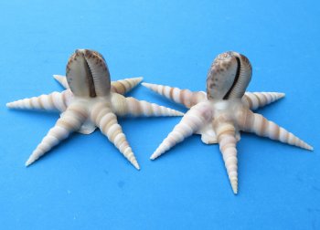 Seashell Octopus Novelty 5 inches - 6 pcs @ $1.50 each; 30 pcs @ $1.35 each