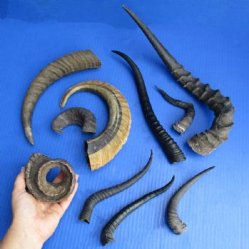 Assorted and Other Animal Horns