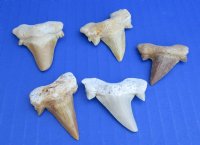 Wholesale Fossil Otodus (Otodus obliquus) Moroccan Shark tooth - 1-1/4 inch to 1-3/4 inch - Packed: 5 pcs @ $2.95 each; Packed: 20 pcs @ $2.65 each