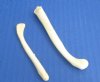 Wholesale Otter penis bones, otter baculum, 3-1/2 inches to 4 inches - Packed: 5 pc @ $5.00 each; Packed: 20 pcs @ $4.50 each