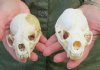 North American Otter Skulls Wholesale - You will receive skulls that look similar to those pictured - no 2 will be identical- $38 each; 6 or more @ $34 each 
