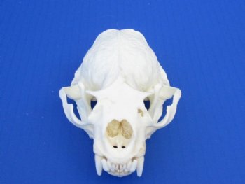 Otter Skull, Otter Skulls, Hand Picked 