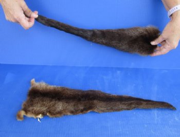 Otter Tails 