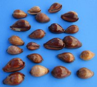 1-1/4 to 2-1/4 inches wholesale Onyx cowrie shells, Erronea Onyx, Packed: 100 pcs @ $.12 each, Packed: 500 pcs @ $.10 each