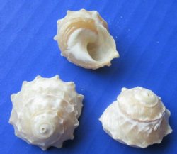 Wholesale Small Pearl White Spurred Turban shells (astrea abyssorum)  3/4 to 1-1/4 inch - 200 pcs @ $.18 each;  600 pcs @ $.15 each