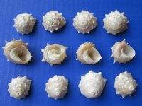 Wholesale Small Pearl White Spurred Turban shells (astrea abyssorum)  3/4 to 1-1/4 inch - 200 pcs @ $.18 each;  600 pcs @ $.15 each