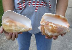 Pacific Giant Conch Shell, Hand Picked