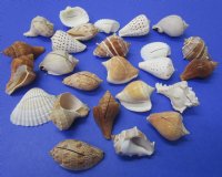 Wholesale Assorted seashell party place card holders, for beach wedding tables - 25 assorted seashells @ $.40 each;  150 shells @ $.32 each