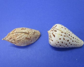 Wholesale Assorted seashell party place card holders, for beach wedding tables - 25 assorted seashells @ $.40 each;  150 shells @ $.32 each