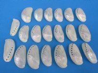 Wholesale Pearl Abalone, Pearl donkey ear abalone, bulk commercial grade, 2-1/2" to 3" - Packed: 50 pcs @ $.30 each; Pack of 300 @ .24 each