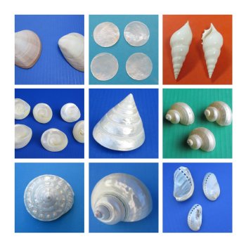 Pearlized Seashells Wholesale