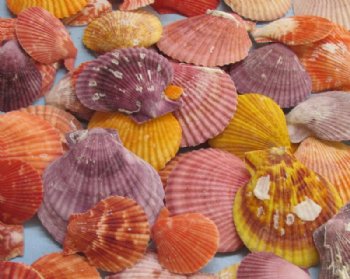 Wholesale pecten nobilis scallop shells 2-1/2" to 3-1/2"; 2 kilo bag @ $4.00 kilo 