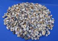 Wholesale Bleeding Tooth Nerites 3/4" to 1-1/4" in size - $16/Gallon; 6 or more gallons @ $14.40/gal