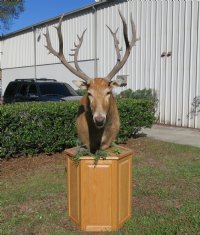 Pere David's Deer Pedestal Mount, one pere david head mounted on an oak wood hexagon pedestal - $1,000.00 (Pick Up Only - Too Large to Be Shipped)