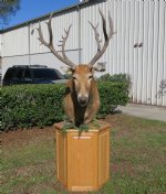 Pere David's Deer Pedestal Mount, one pere david head mounted on an oak wood hexagon pedestal - $1,800