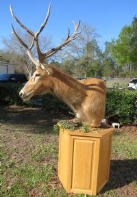 Pere David's Deer Pedestal Mount, one pere david head mounted on an oak wood hexagon pedestal - $1,000.00 (Pick Up Only - Too Large to Be Shipped)