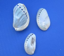 Wholesale Pearl donkey ear abalone shells, 1" to 3-1/2" - $22/kilo
