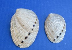 Wholesale Pearl Haliotis Diversicolor Abalone shells, 1-1/2" to 3" - $25/Kilo