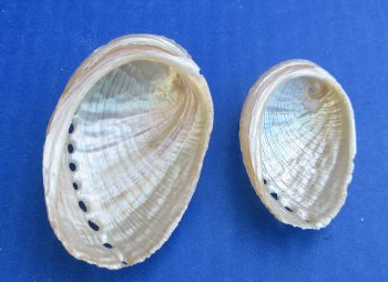 Wholesale Pearl Haliotis Diversicolor Abalone shells, 1-1/2" to 3" - $25/Kilo