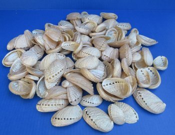 Wholesale Pearl Haliotis Diversicolor Abalone shells, 1-1/2" to 3" - $25/Kilo