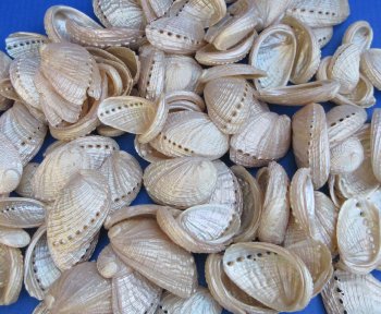 Wholesale Pearl Haliotis Diversicolor Abalone shells, 1-1/2" to 3" - $25/Kilo