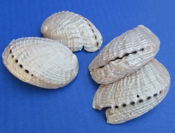 Wholesale Pearl Haliotis Diversicolor Abalone shells, 1-1/2" to 3" - $25/Kilo