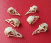 Wholesale pheasant skulls for sale 2-1/2" - 3"  $17.00 each (Min:2); 6 or more @ $15.00 each (you will receive skulls that look similar to those pictured)  