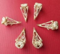 Wholesale pheasant skulls for sale 2-1/2" - 3"  $17.00 each (Min:2); 6 or more @ $15.00 each (you will receive skulls that look similar to those pictured)  