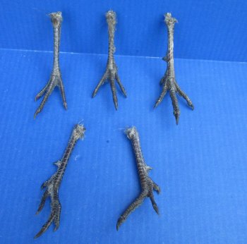 4-1/2 to 5 inch Pheasant Feet - 5 pcs @ $2.25 each; 20 pcs @ $2.00 each