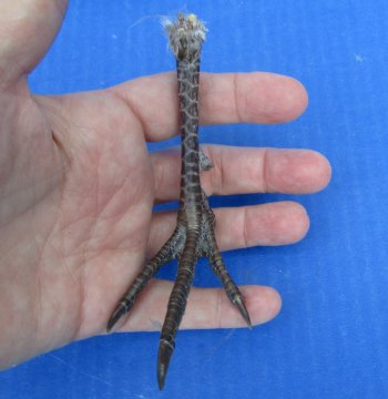 4-1/2 to 5 inch Pheasant Feet - 5 pcs @ $2.25 each; 20 pcs @ $2.00 each