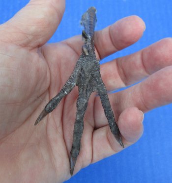 4-1/2 to 5 inch Pheasant Feet - 5 pcs @ $2.25 each; 20 pcs @ $2.00 each