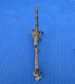 5 to 5-1/4 inch Pheasant Feet "Flipping the bird" - 5 pcs @ $2.50 each; 20 pcs @ $2.25 each