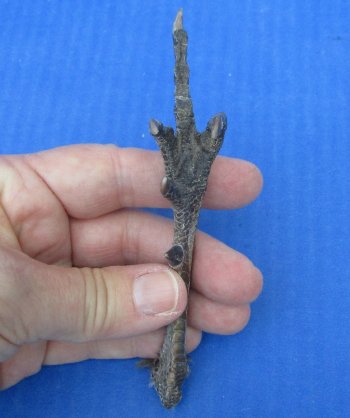 5 to 5-1/4 inch Pheasant Feet "Flipping the bird" - 5 pcs @ $2.50 each; 20 pcs @ $2.25 each