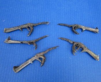 5 to 5-1/4 inch Pheasant Feet "Flipping the bird" - 5 pcs @ $2.50 each; 20 pcs @ $2.25 each