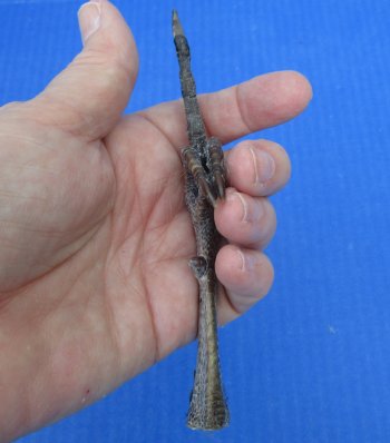 5 to 5-1/4 inch Pheasant Feet "Flipping the bird" - 5 pcs @ $2.50 each; 20 pcs @ $2.25 each