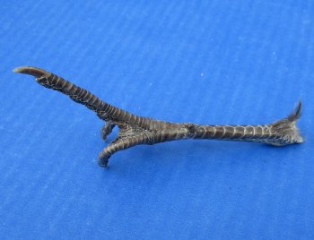 5 to 5-1/4 inch Pheasant Feet "Flipping the bird" - 5 pcs @ $2.50 each; 20 pcs @ $2.25 each