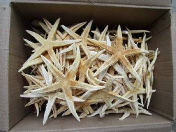 Philippine White Flat Starfish