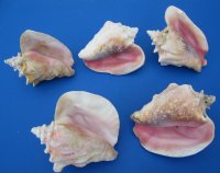 Wholesale Slit-Back Pink Conch Shells 6 inches to 7-3/4 inches - 15 pcs @ $8.50 each