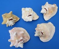Large pink conch shells wholesale with slit backs 7-3/4 to 8-3/4 inches - Min: 2 pcs @ $12.75 each