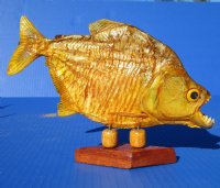 Authentic Real Taxidermy Piranha Display wholesale 9 inch to 10 inch  - $42.00 each; 5 @ $37.00